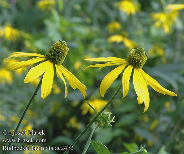 Rudbeckia laciniata ac2472