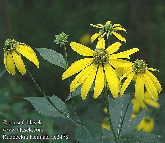 Rudbeckia laciniata ac2478