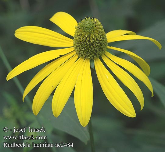 Rudbeckia laciniata ac2484