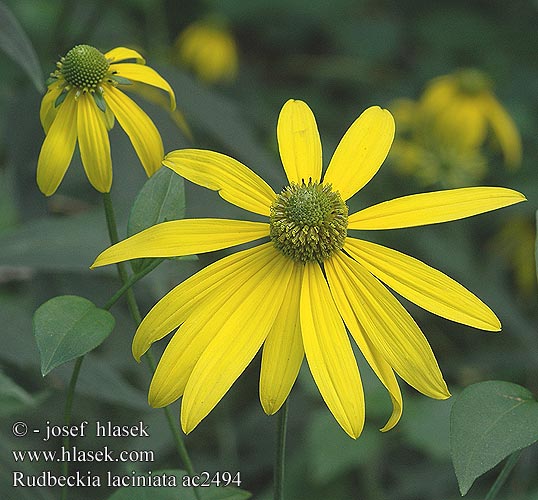 Rudbeckia laciniata ac2494