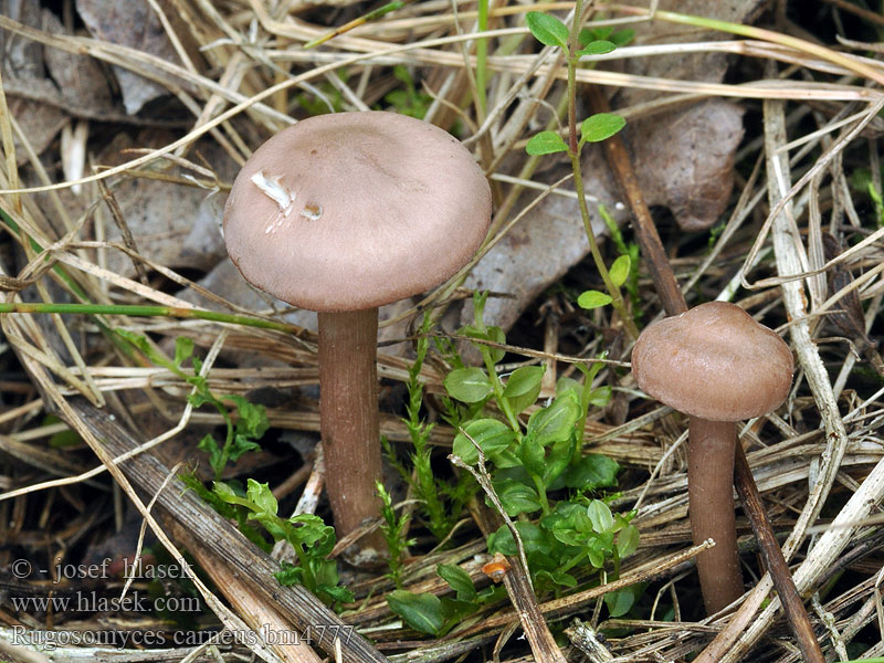 Rugosomyces carneus Calocybe carnea Lyophyllum carneum