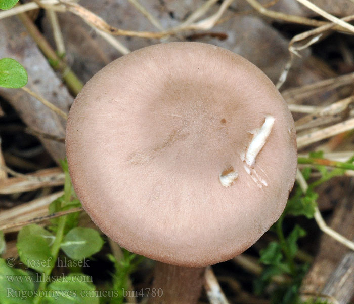 Rugosomyces_carneus_bm4780