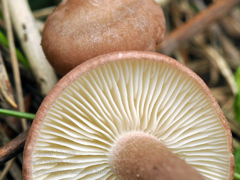 Rugosomyces_carneus_bm4793