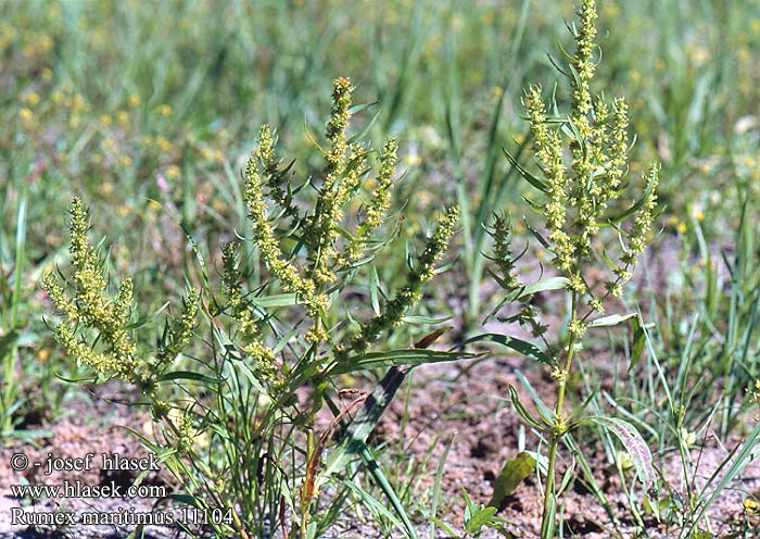 Rumex maritimus Šťovík pobřežní Ufer-Ampfer Golden dock Bristle