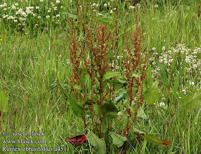 Rumex obtusifolius Šťovík tupolistý Stumpfblättriger Ampfer