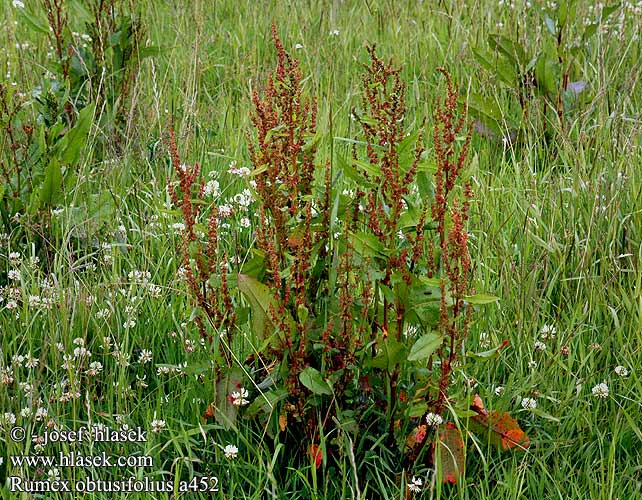 Broad-leaved dock Szczaw tępolistny Ridderzuring Štiavec tupolistý