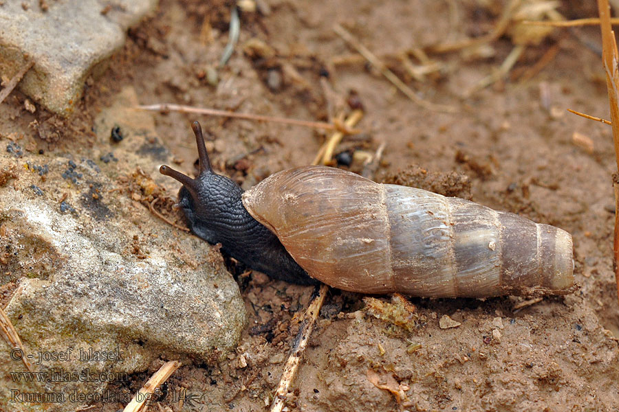 Rumína uťatá Stumpfschnecke Ślimak dekoltowy Decollate snail Rumina decollata