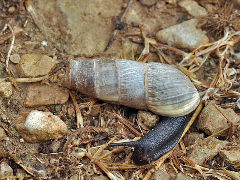 Rumina decollata Rumína uťatá