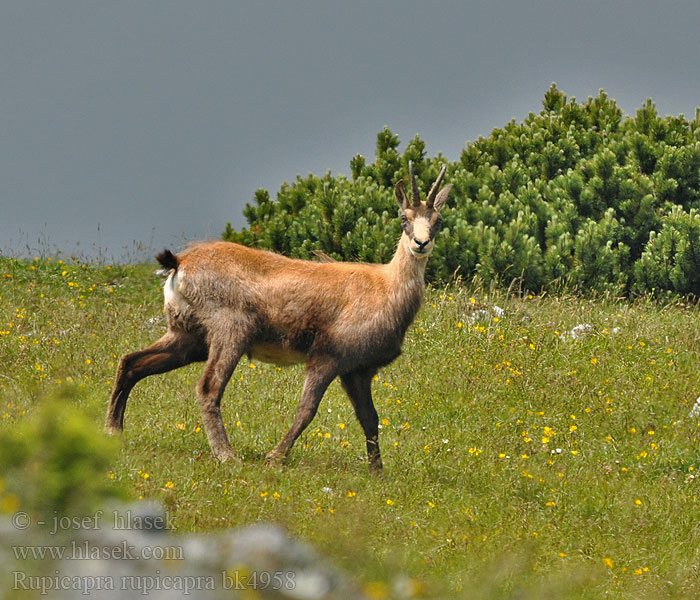 Rupicapra rupicapra Gämse Kamzík horský Alpine chamois Серна Camoscio alpino Rebeco Gamuza Sarrio シャモア Kozica 臆羚 Gems dier Gemse Gems Camurça Kamzík vrchovský Capră neagră Αγριόγιδο Dağ Keçisi Дива коза Divokoza Zerge Козиця звичайна شامواه Chamouès mamifèro Gams Gemssi Qarapaça Chamoez Isard Ĉamo Sarrio Rebezo Chamo არჩვი Гьинта Gemzė Дивокоза ერსქემი Масар چاموعز Kamoshi Divokoza Кыр кеч Camorž