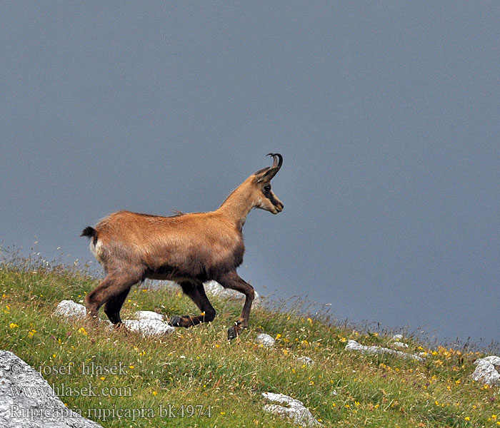 Kamoshi Divokoza Кыр кеч Camorž Rupicapra rupicapra Gämse Kamzík horský Alpine chamois Серна Camoscio alpino Rebeco Gamuza Sarrio シャモア Kozica 臆羚 Gems dier Gemse Gems Camurça Kamzík vrchovský Capră neagră Αγριόγιδο Dağ Keçisi Дива коза Divokoza Zerge Козиця звичайна شامواه Chamouès mamifèro Gams Gemssi Qarapaça Chamoez Isard Ĉamo Sarrio Rebezo Chamo არჩვი Гьинта Gemzė Дивокоза ერსქემი Масар چاموعز