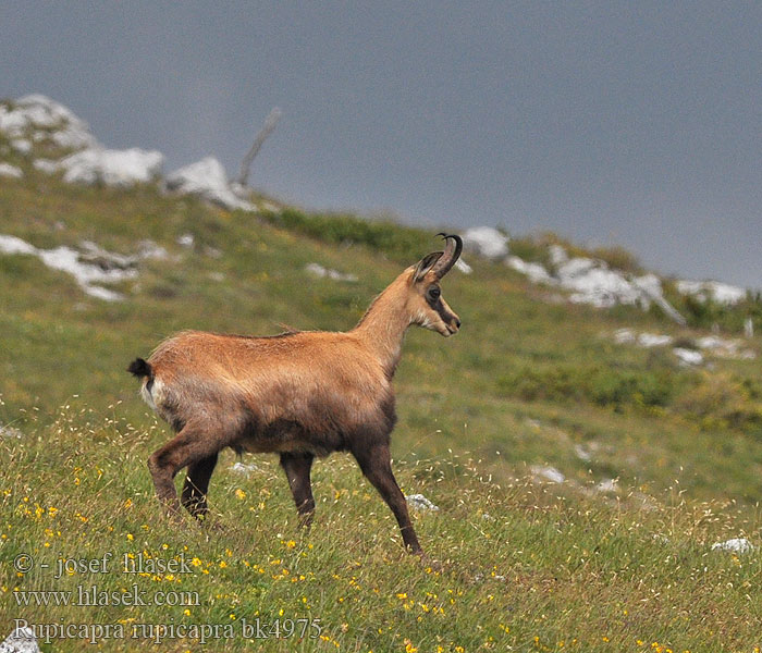 Gämse Kamzík horský Alpine chamois Серна Camoscio alpino Rebeco Gamuza Sarrio シャモア Kozica 臆羚 Gems dier Gemse Gems Camurça Kamzík vrchovský Capră neagră Αγριόγιδο Dağ Keçisi Дива коза Divokoza Zerge Козиця звичайна شامواه Chamouès mamifèro Gams Gemssi Qarapaça Chamoez Isard Ĉamo Sarrio Rebezo Chamo არჩვი Гьинта Gemzė Дивокоза ერსქემი Масар چاموعز Kamoshi Divokoza Кыр кеч Camorž Rupicapra rupicapra