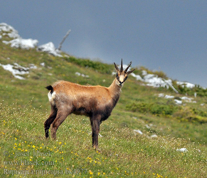 Kamzík horský Alpine chamois Серна Camoscio alpino Rebeco Gamuza Sarrio シャモア Kozica 臆羚 Gems dier Gemse Gems Camurça Kamzík vrchovský Capră neagră Αγριόγιδο Dağ Keçisi Дива коза Divokoza Zerge Козиця звичайна شامواه Chamouès mamifèro Gams Gemssi Qarapaça Chamoez Isard Ĉamo Sarrio Rebezo Chamo არჩვი Гьинта Gemzė Дивокоза ერსქემი Масар چاموعز Kamoshi Divokoza Кыр кеч Camorž Rupicapra rupicapra Gämse