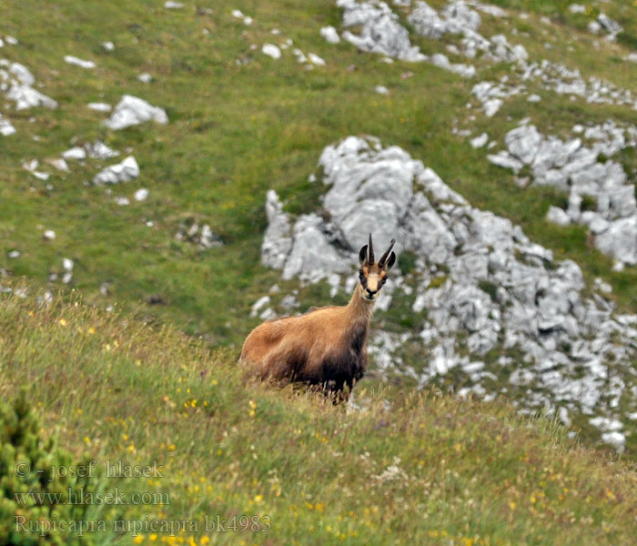 Alpine chamois Серна Camoscio alpino Rebeco Gamuza Sarrio シャモア Kozica 臆羚 Gems dier Gemse Gems Camurça Kamzík vrchovský Capră neagră Αγριόγιδο Dağ Keçisi Дива коза Divokoza Zerge Козиця звичайна شامواه Chamouès mamifèro Gams Gemssi Qarapaça Chamoez Isard Ĉamo Sarrio Rebezo Chamo არჩვი Гьинта Gemzė Дивокоза ერსქემი Масар چاموعز Kamoshi Divokoza Кыр кеч Camorž Rupicapra rupicapra Gämse Kamzík horský