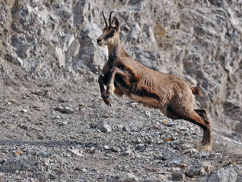 Rupicapra rupicapra Alpine chamois