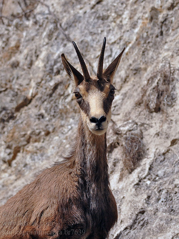 Rupicapra rupicapra Camoscio alpino