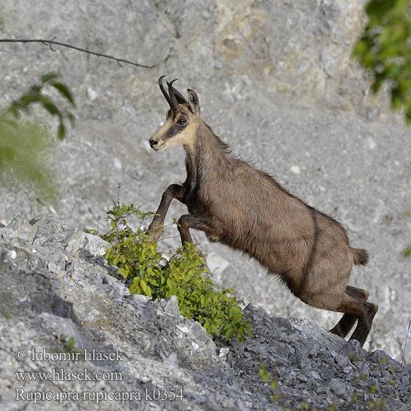 Rupicapra rupicapra Chamois Chamouès mamifèro