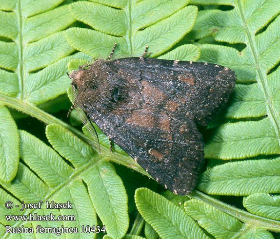 Rusina ferruginea Charanyca Brown Rustic Schatteneule Blýskavka opencová