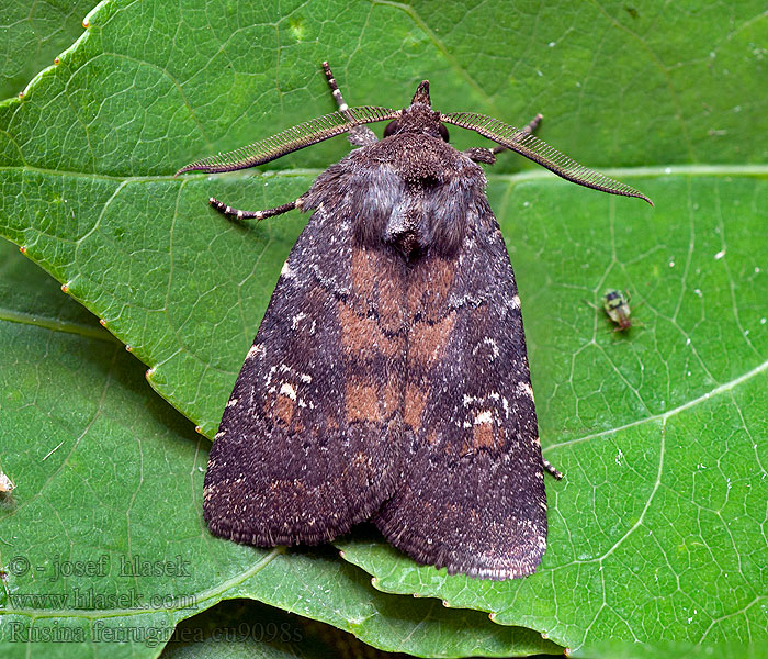 Rusina ferruginea