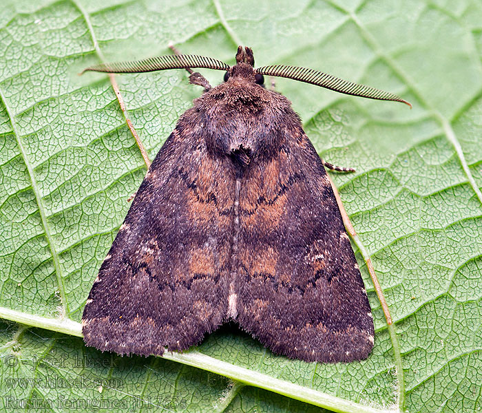 Rusina ferruginea