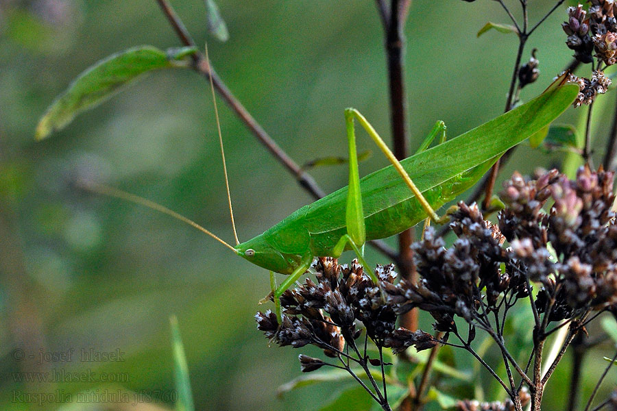 Ruspolia nitidula Большой конусоголов Grote spitskop