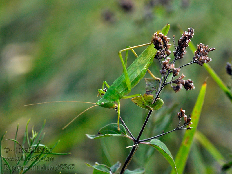 Große Schiefkopfschrecke Ruspolia nitidula