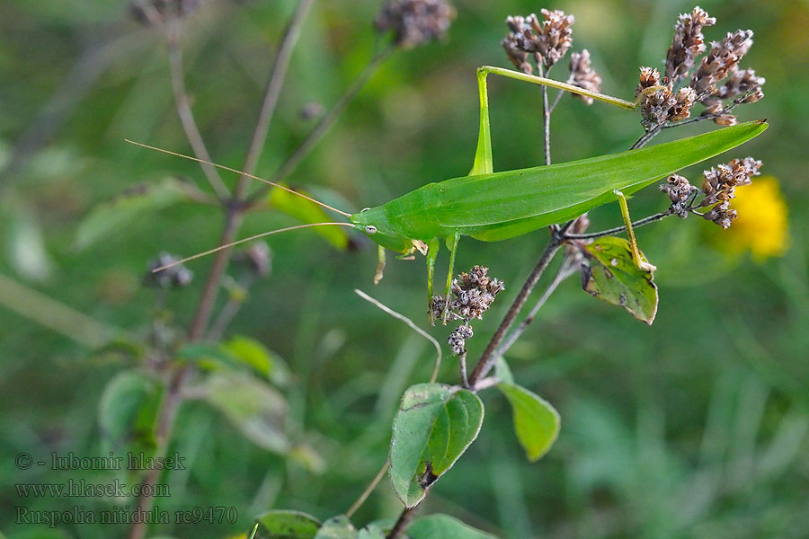 Große Schiefkopfschrecke Ruspolia nitidula