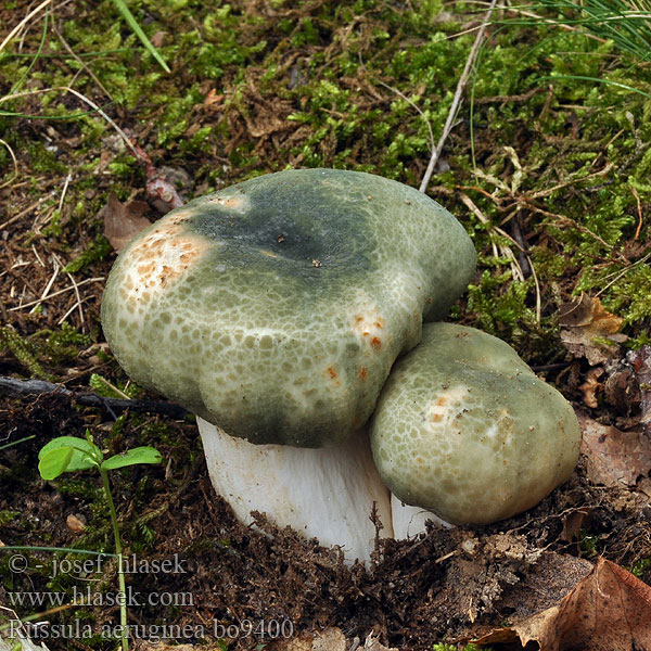 Russula aeruginea graminicolor Holubinka trávozelená