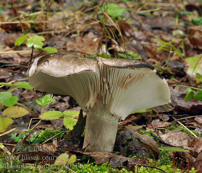 Russula albonigra Holubinka černobílá Schwarzanlaufender Täubling