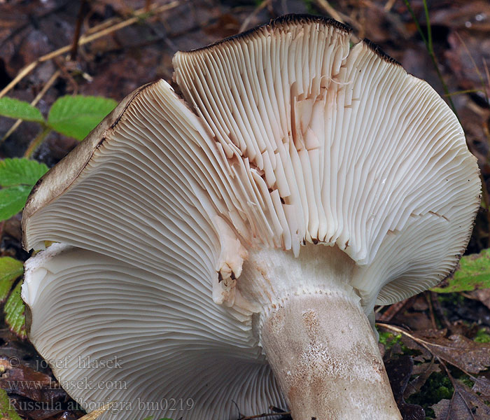 Zwartwitte russula Gołąbek białoczarny Plávka čiernobiela