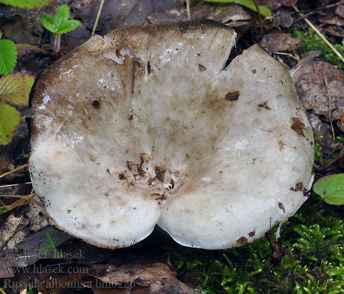 Russula_albonigra_bm0226