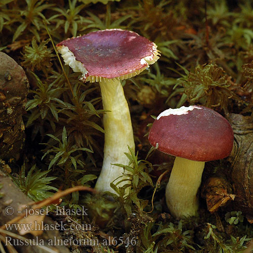 Russula alnetorum pumila Holubinka olšinná Gołąbek olszowy