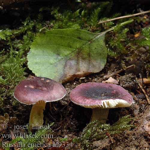 Russula alnetorum al9334