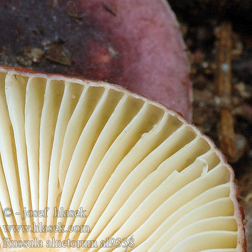 Russula alnetorum al9338