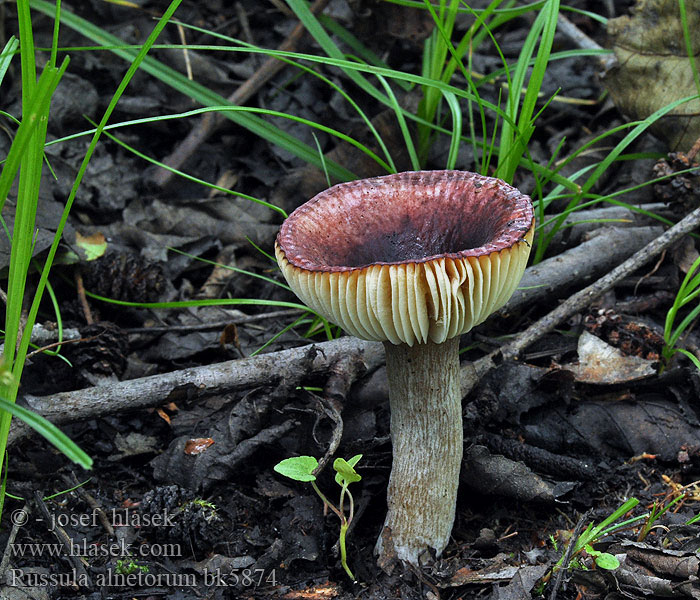 Russula alnetorum Holubinka olšinná olšová