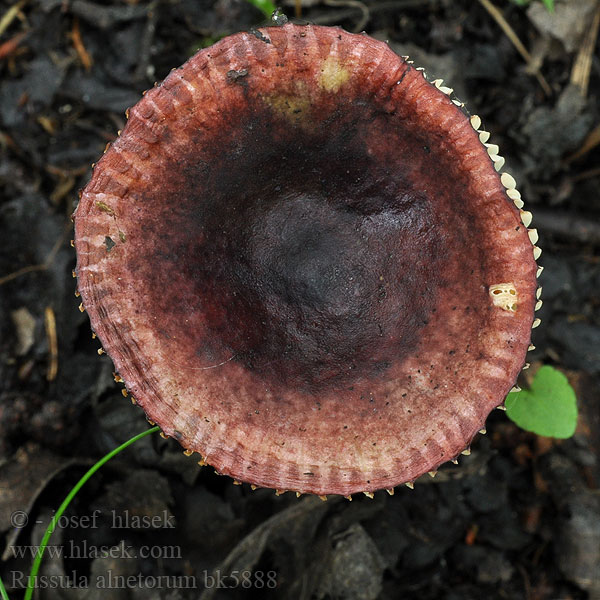 Russula alnetorum Gołąbek olszowy