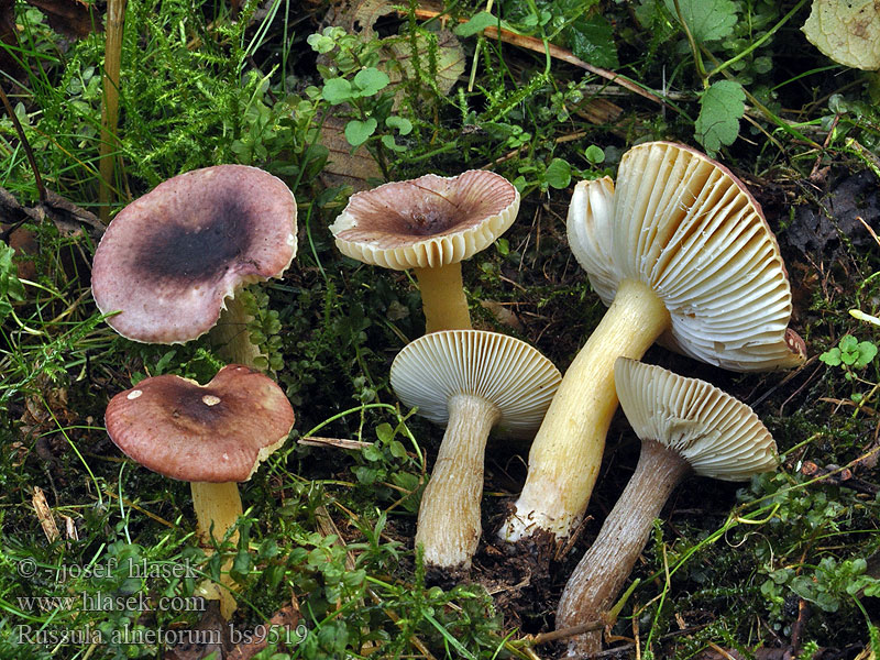 Russula alnetorum Skarp orekremle