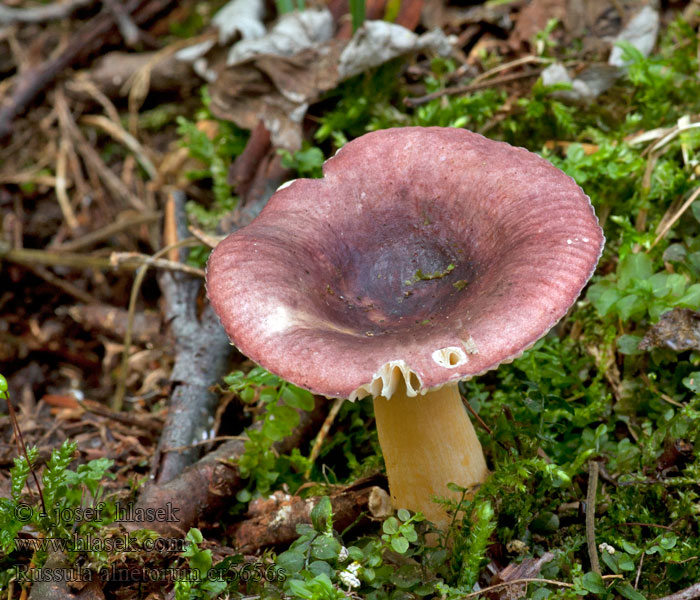 Russula alnetorum