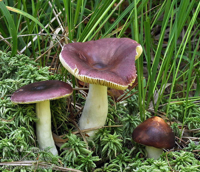 Russula amara caerulea Holubinka hořká Buckel-Täubling