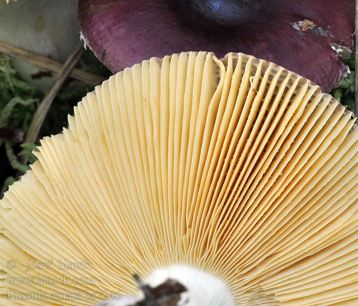 Russula_amara_bs7245