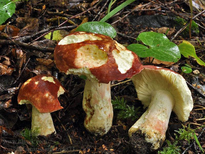 Russula amarissima Plávka blenová Russule très amère