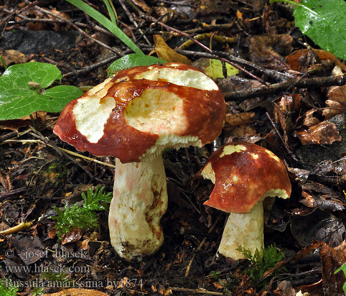 Russula amarissima Сыроежка горчайшая