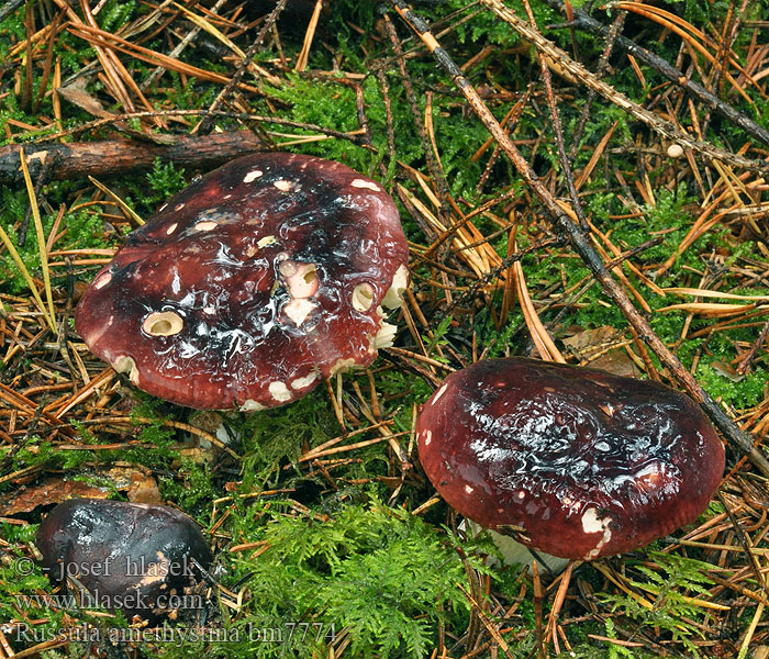 Russula amethystina Holubinka ametystová Amethyst-Täubling