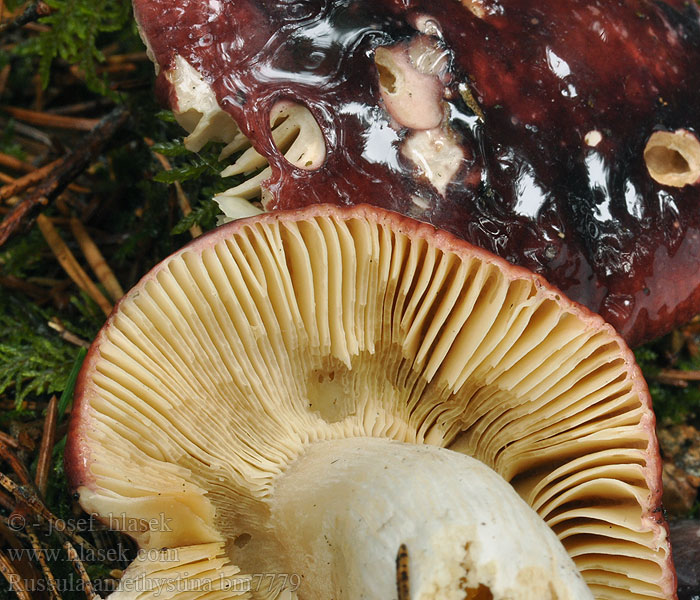 Russula_amethystina_bm7779