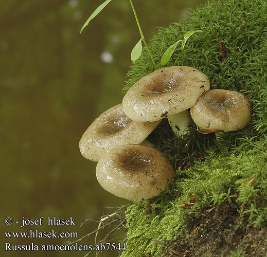 Russula amoenolens ab7544