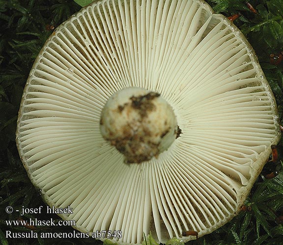 Russula amoenolens ab7548