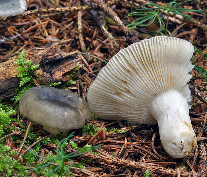 Russula atroglauca Holubinka tmavomodrá Schwarzgrüner Täubling