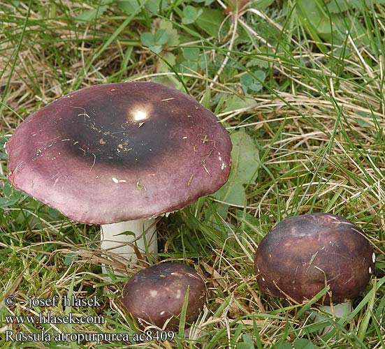 Russula atropurpurea ac8409