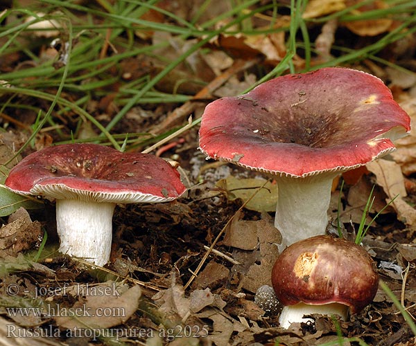 Russula atropurpurea ag2025