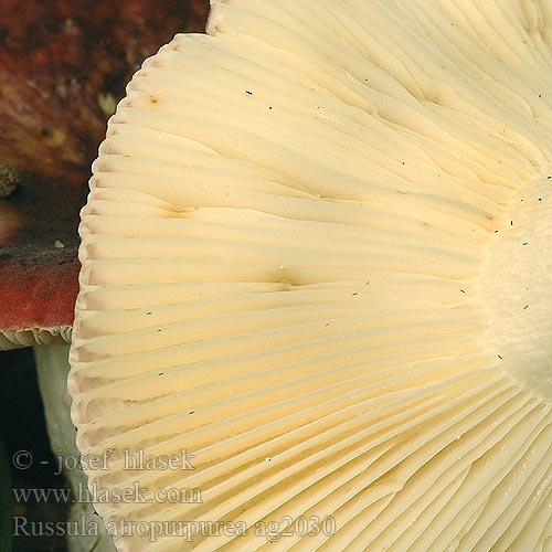 Russula atropurpurea Holubinka černonachová purpurkremla сыроежка черно-пурпуровая