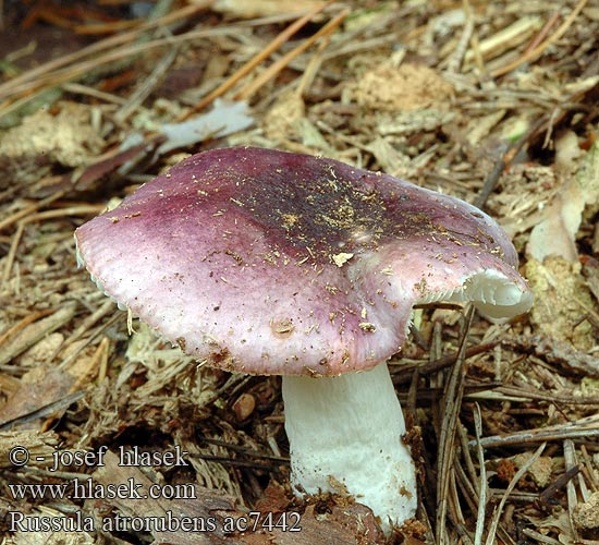 Russula atrorubens Sortrød skørhat Tummalakihapero Russule rouge noire Potloodrussula Schwarzroter Spei-Täubling gołąbek czarnoczerwony Plávka tmavočervená svartröd kremla Kokosova golobica